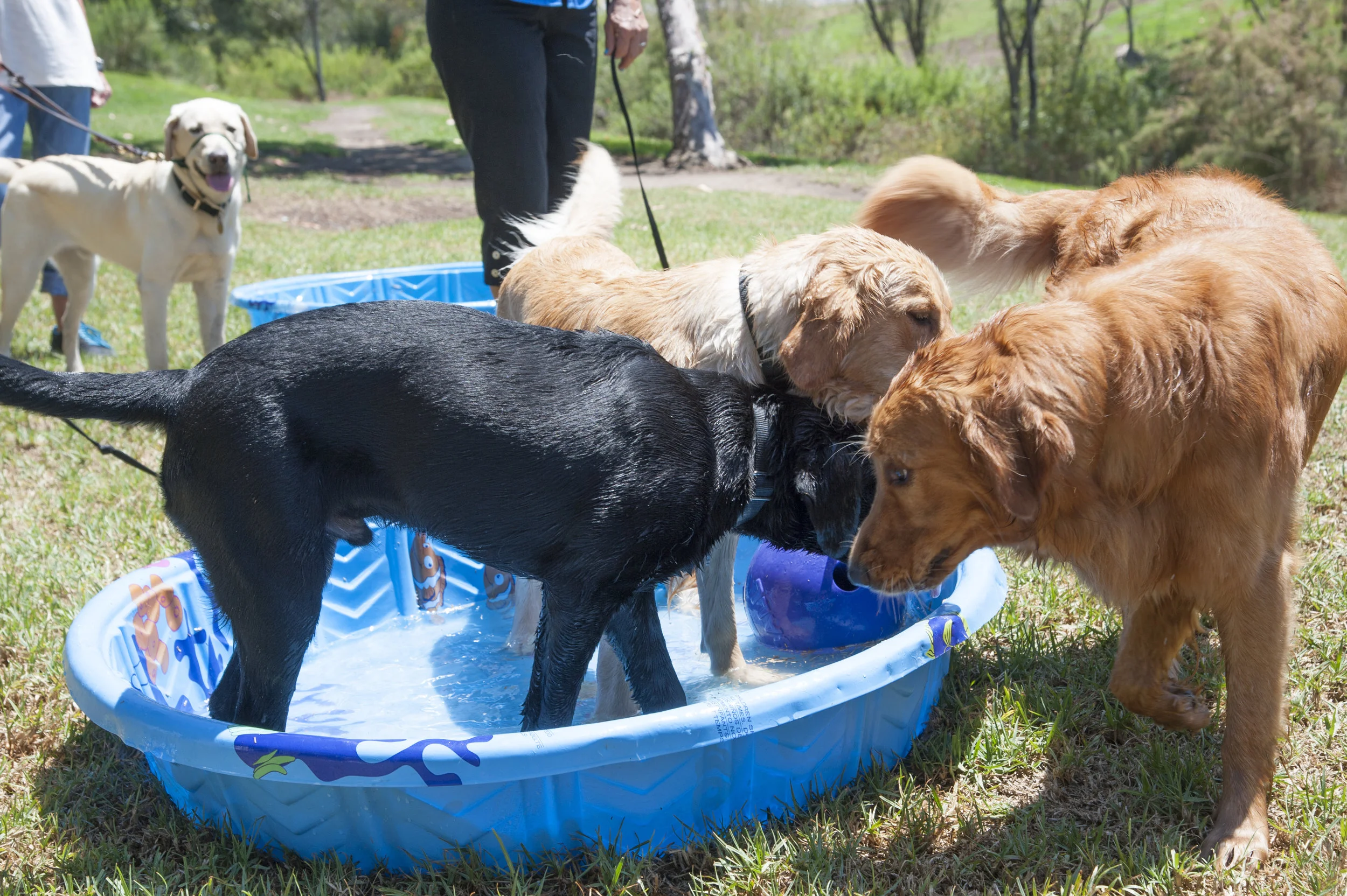 Outing: Summer BBQ & Swim Party