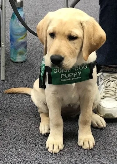 LA Area Puppy Raisers Appreciation Luncheon
