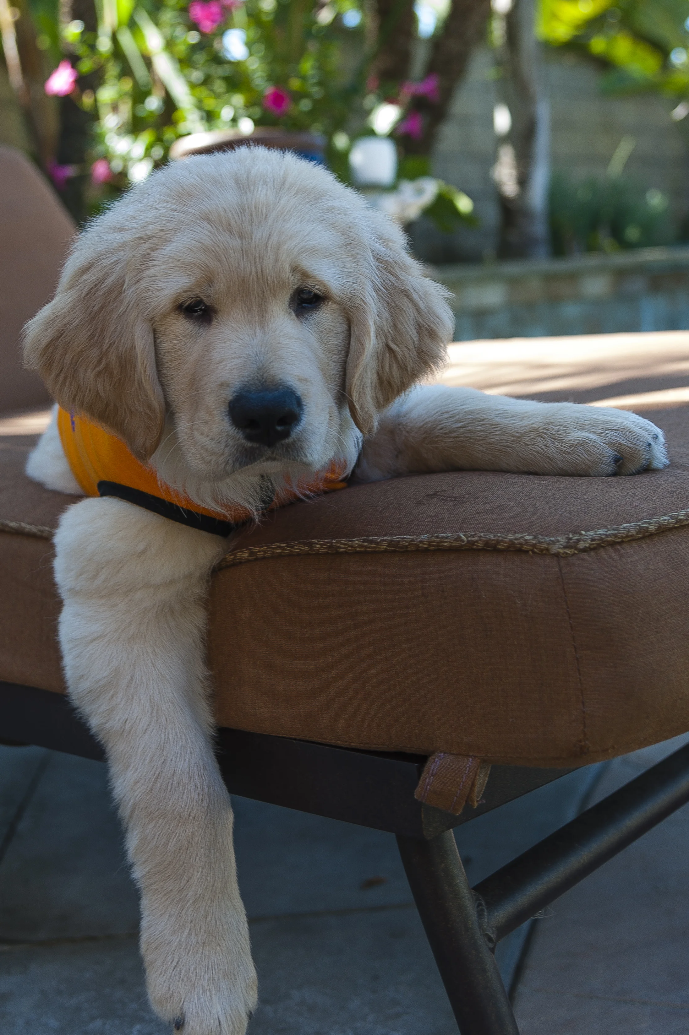 "WINE FOR WOOFERS" 6th ANNUAL FUNDRAISER