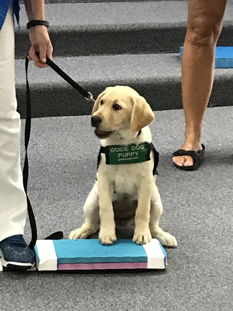 EXTRA TRAINING CLASS AND INTERESTED PUPPY RAISERS OR SITTERS