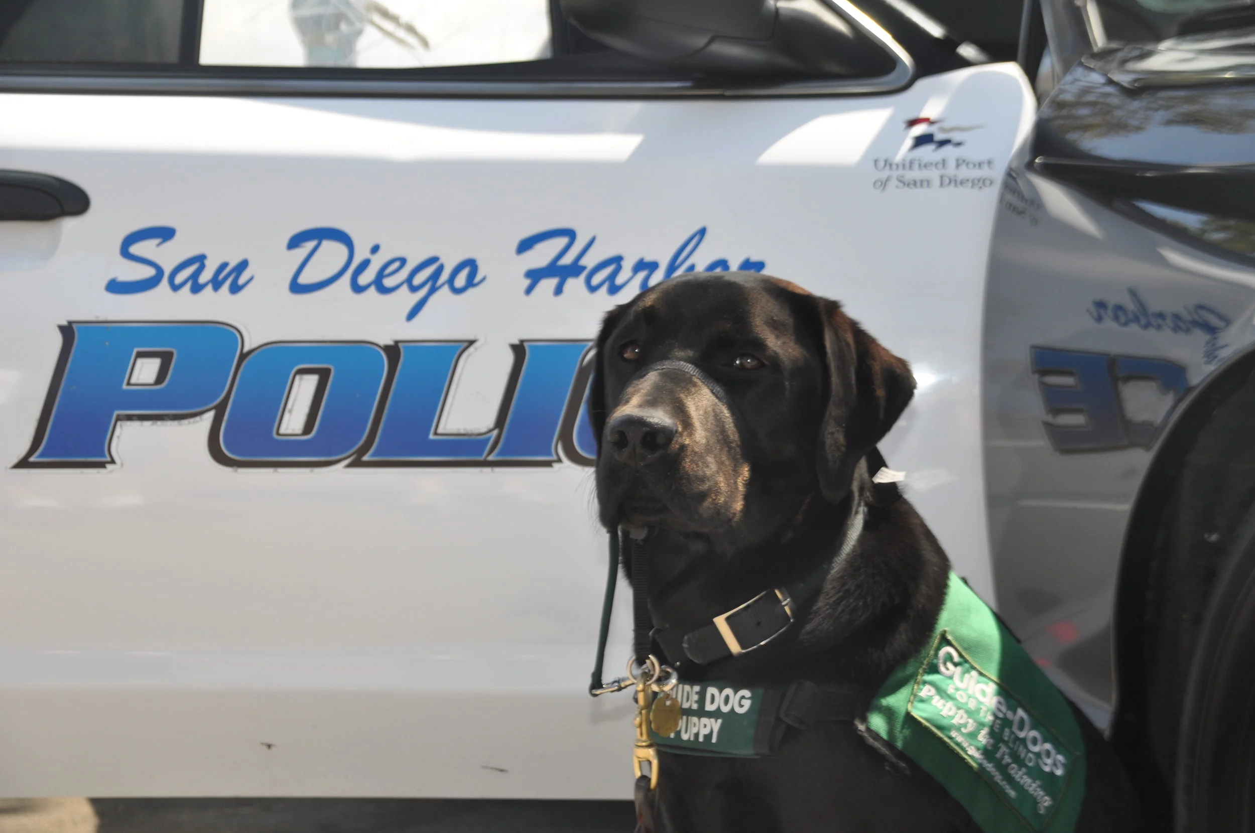 EXTRA TRAINING CLASS AND INTERESTED PUPPY RAISERS OR SITTERS