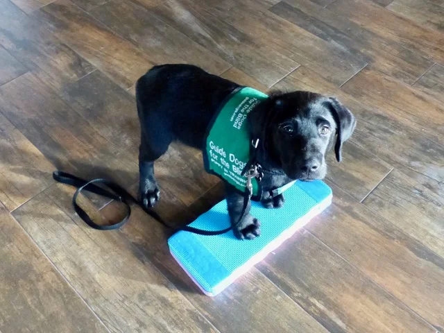 EXTRA TRAINING CLASS AND INTERESTED PUPPY RAISERS OR SITTERS