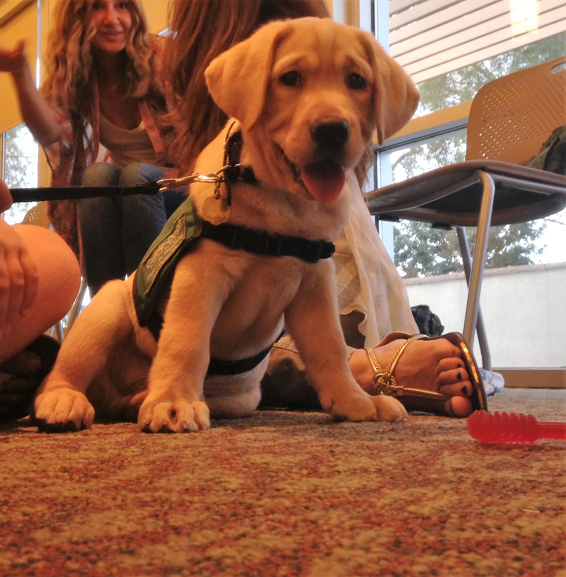 EXTRA TRAINING CLASS AND INTERESTED PUPPY RAISERS OR SITTERS