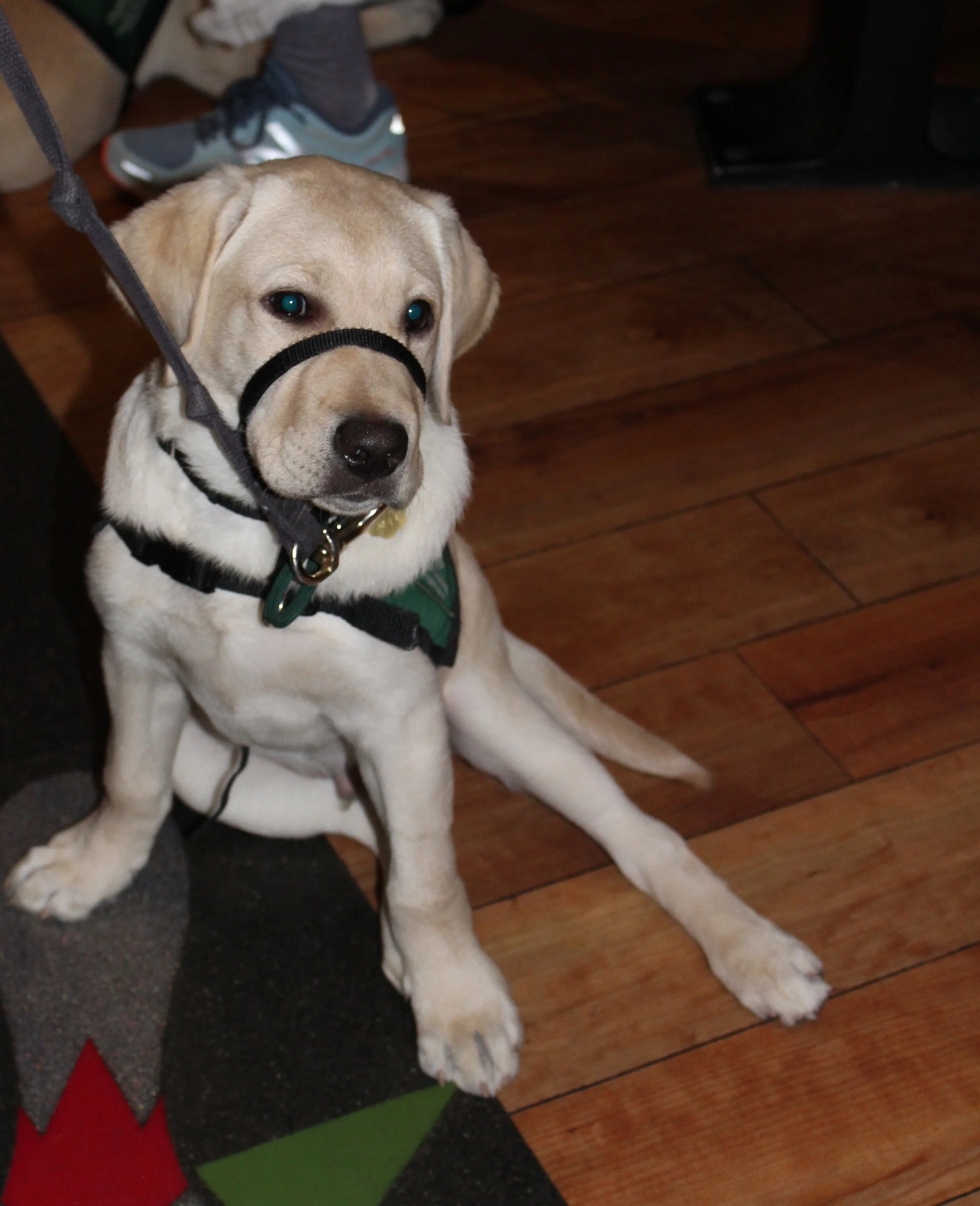 EXTRA TRAINING CLASS AND INTERESTED PUPPY RAISERS OR SITTERS