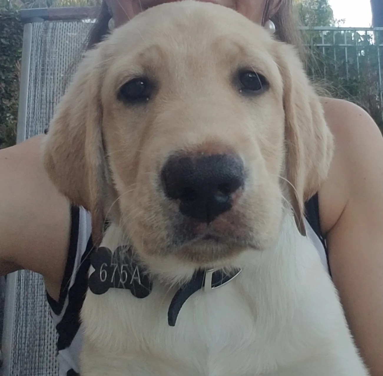 PUPPY TRUCK