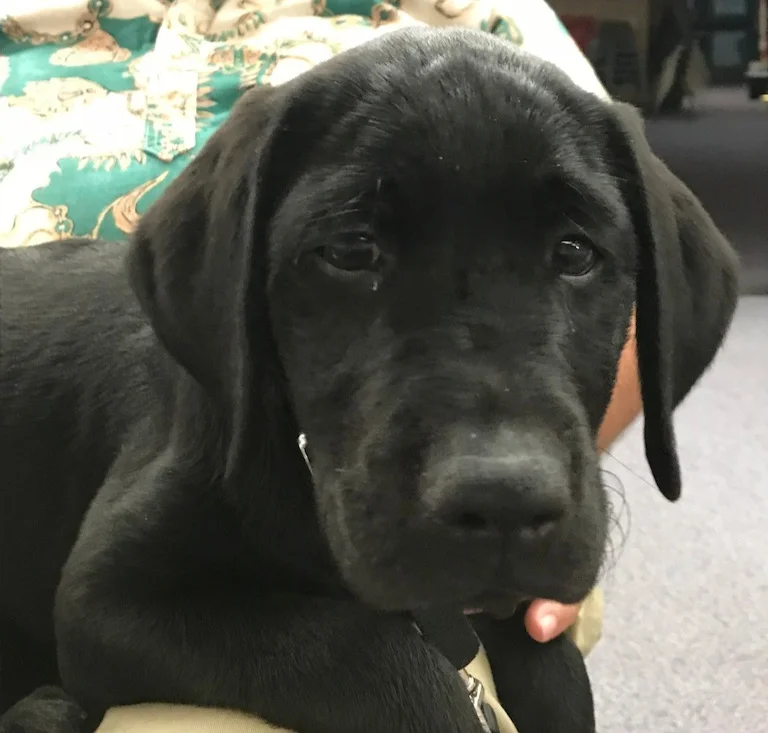 PUPPY TRUCK