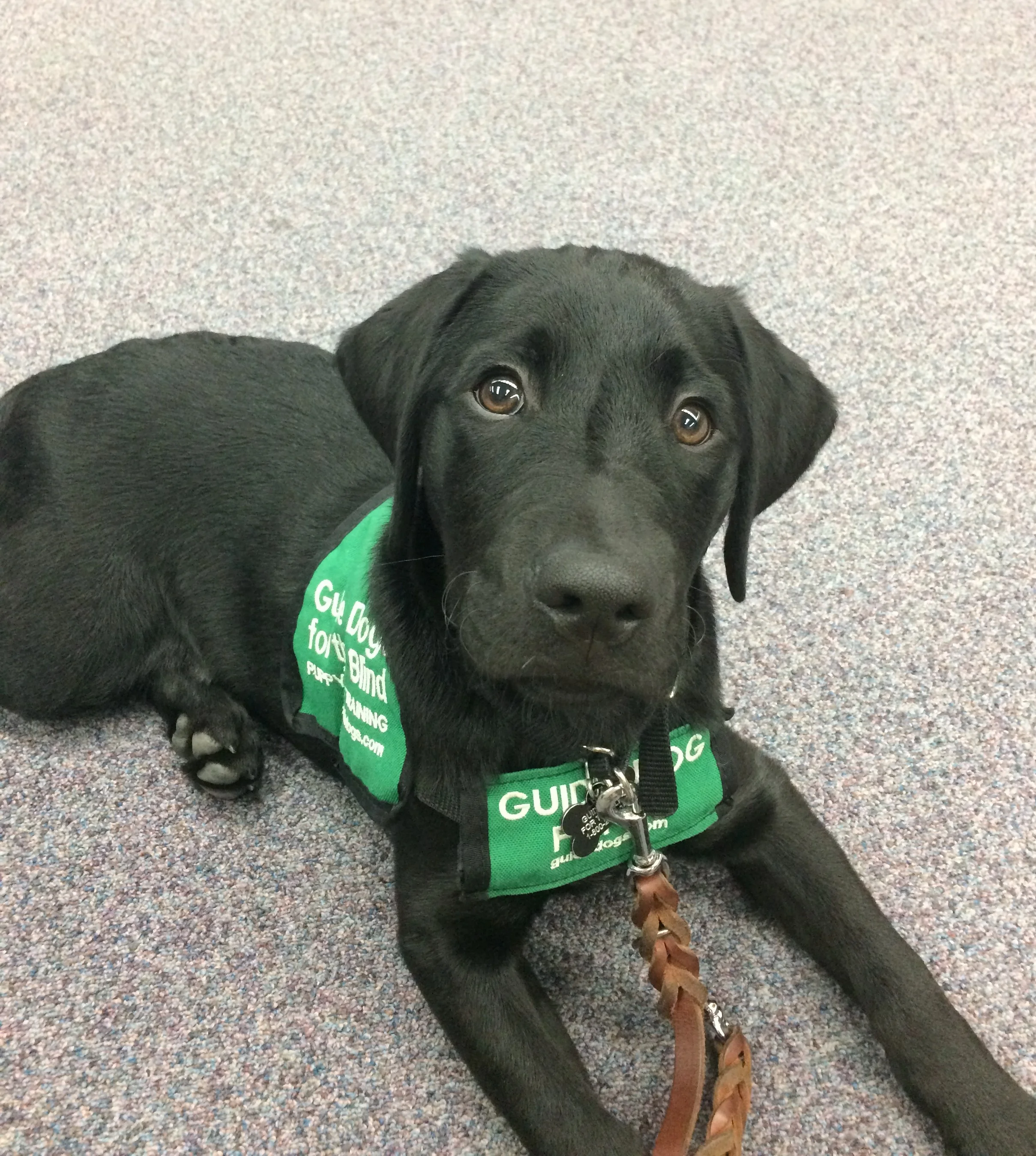 EXTRA TRAINING CLASS AND INTERESTED PUPPY RAISERS OR SITTERS