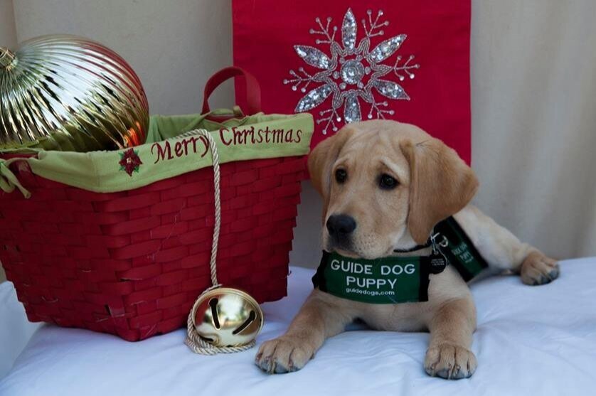 Working Guide Dogs of OC Holiday Luncheon Party - Members only