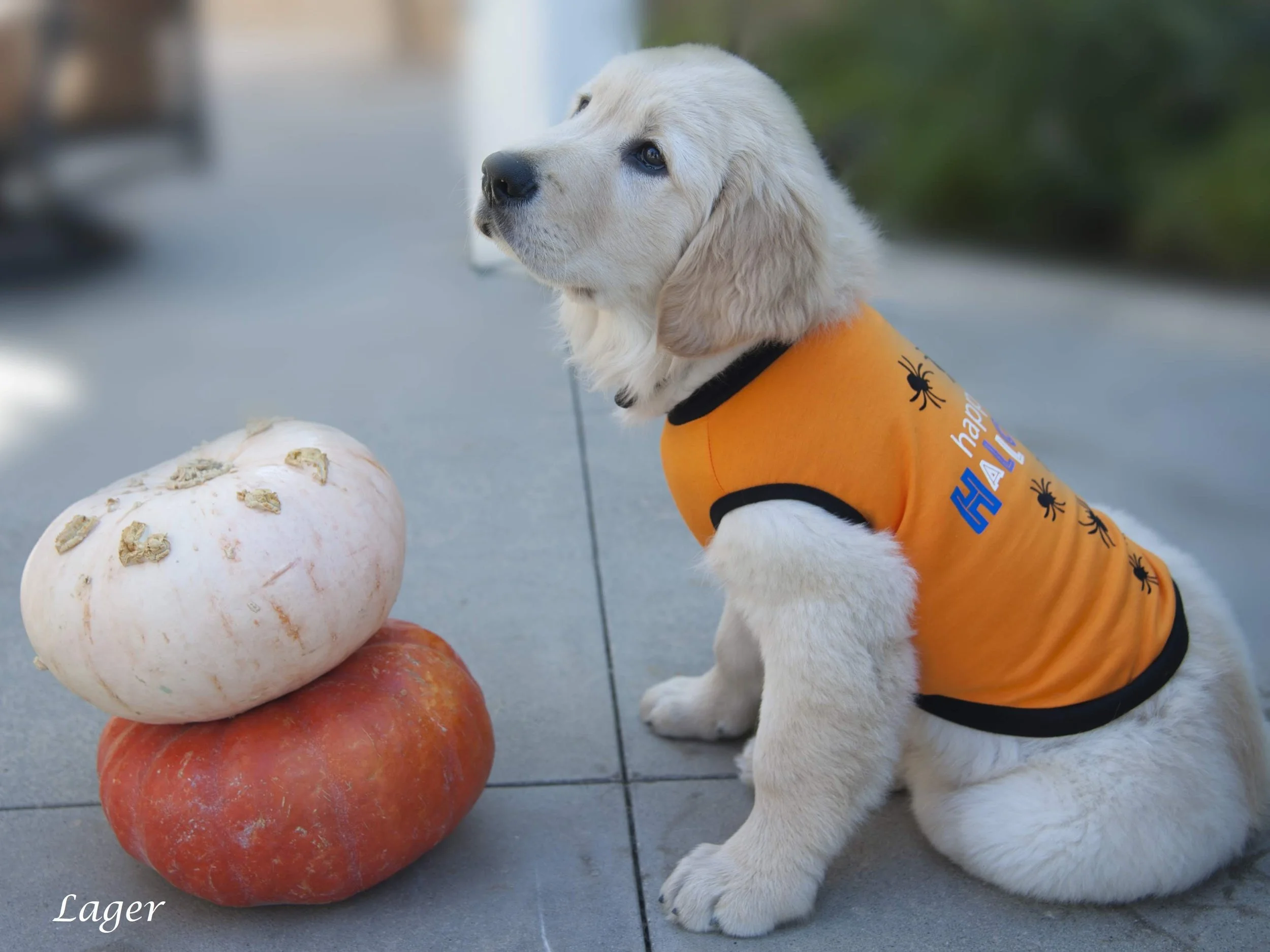 Club Outing: Pumpkin City's Pumpkin Farm