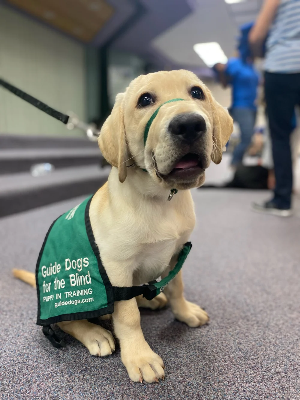 How Long It Takes To Train A Guide Dog For The Blind