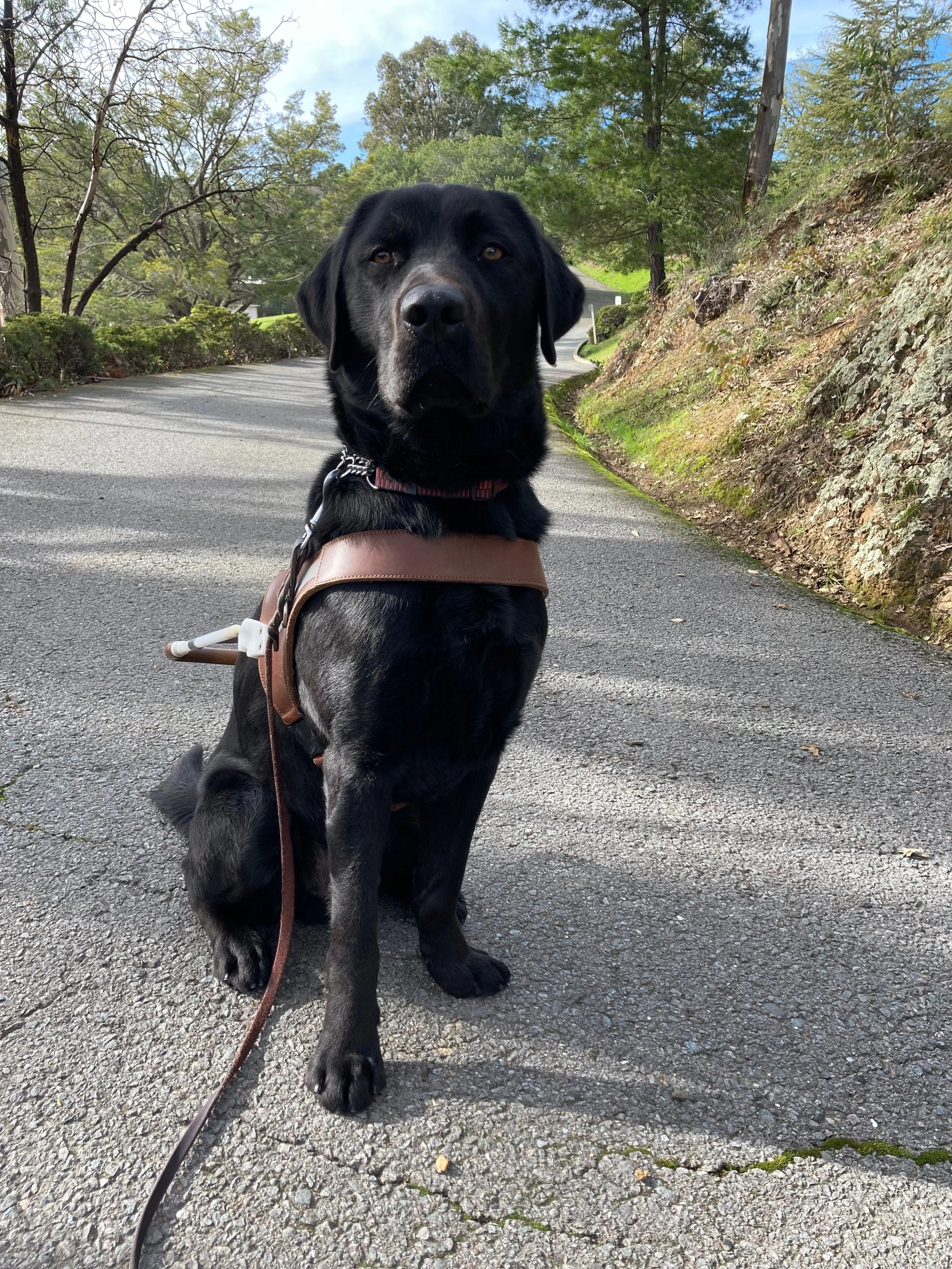 Doolittle in harness.jpeg