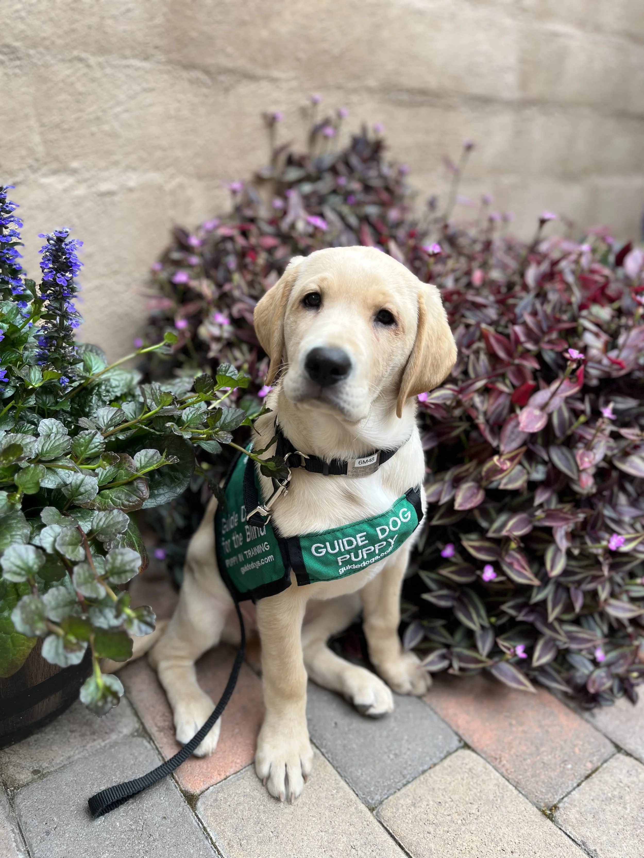 Club Meeting: Oak Grove Elementary School      