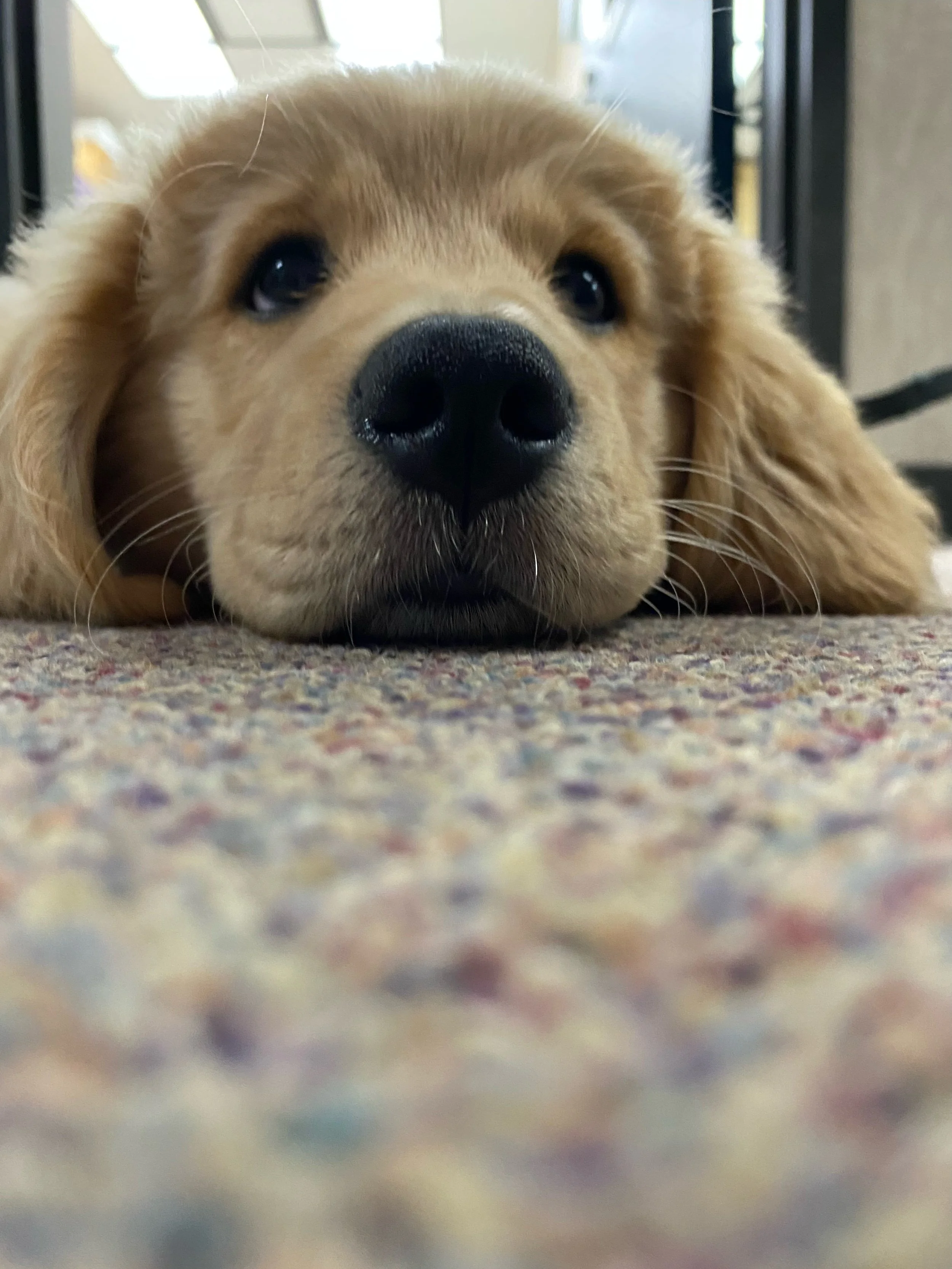 Temecula Fun Day, JD Acres, Menifee, CA