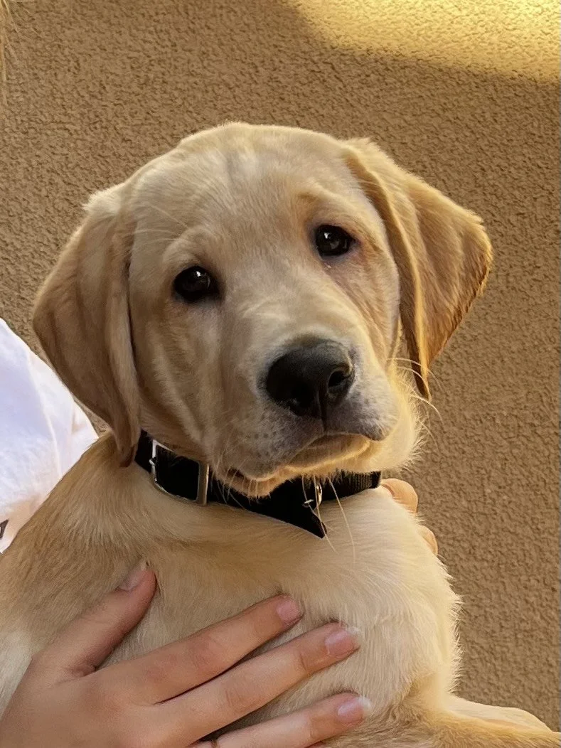 Club Meeting: Clubhouse 3, Room 2, Laguna Woods, CA