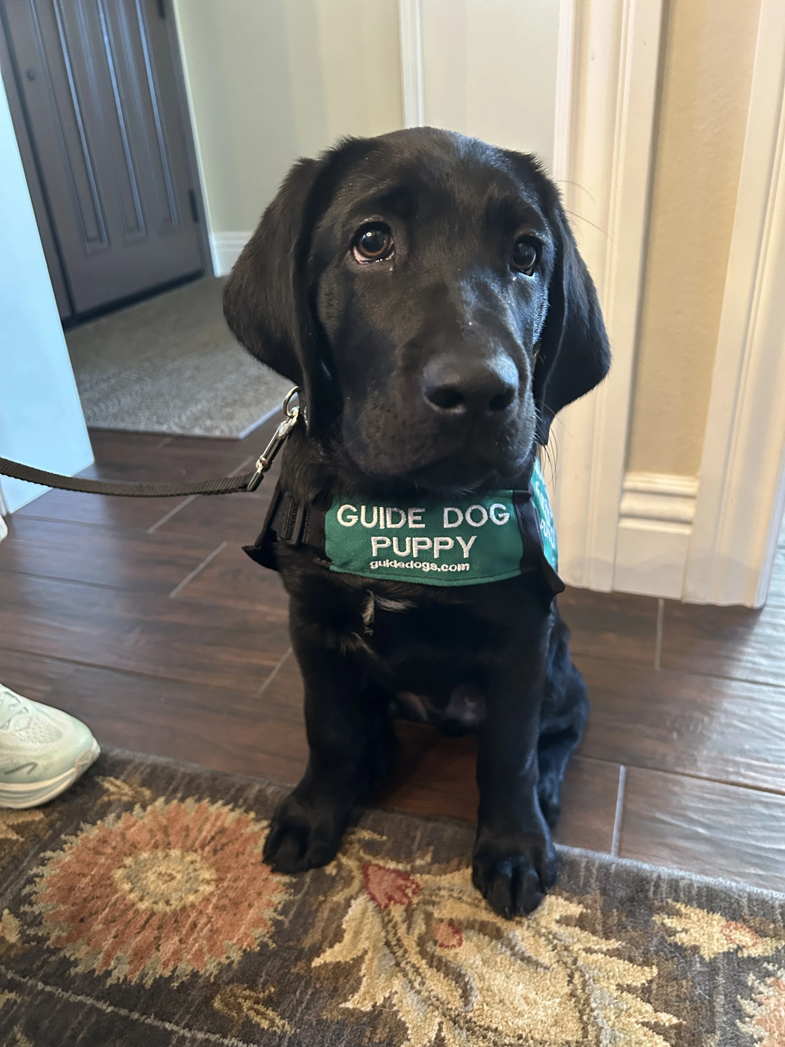 Guide Dogs for the Blind: FunDay California