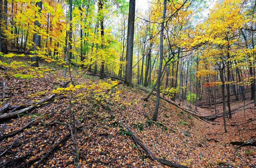 Pioneer Mother's Memorial Forest Pioneer Mother's Memorial Forest, located within Hoosier National Forest, is one of the best examples of an original, undisturbed pre-settlement forest in Indiana. The site contains the finest examples of forest-grown walnut trees in the United States. For more information about visiting Pioneer Mother's State forest, follow this link- http://www.nature.nps.gov/nnl/site.cfm?Site=PIMO-IN