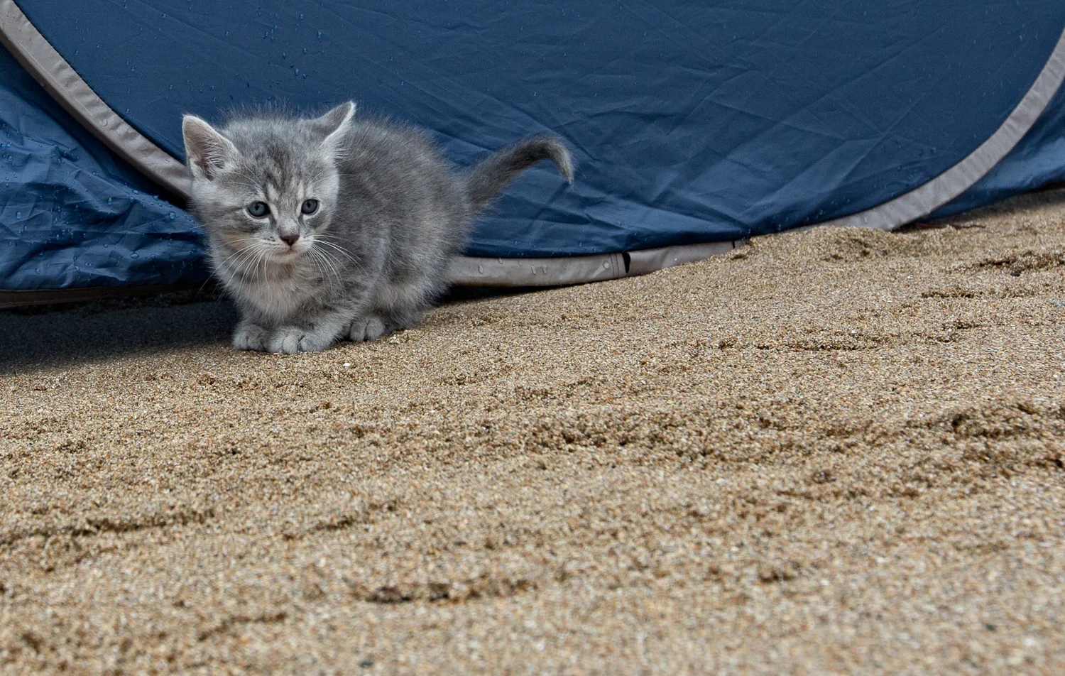 The official Dance Across The USA Acadia Kitten...