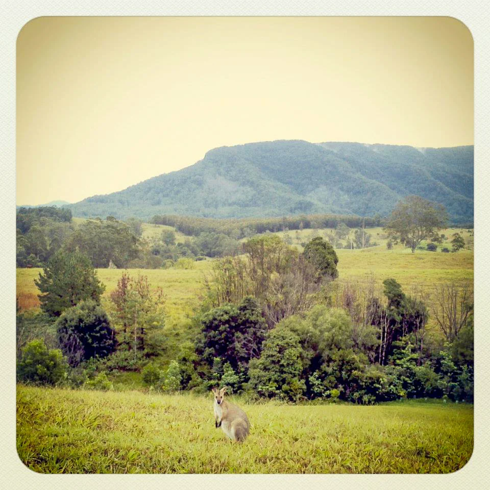 It was the truth, down to the roos! Photo: Chris Hetem