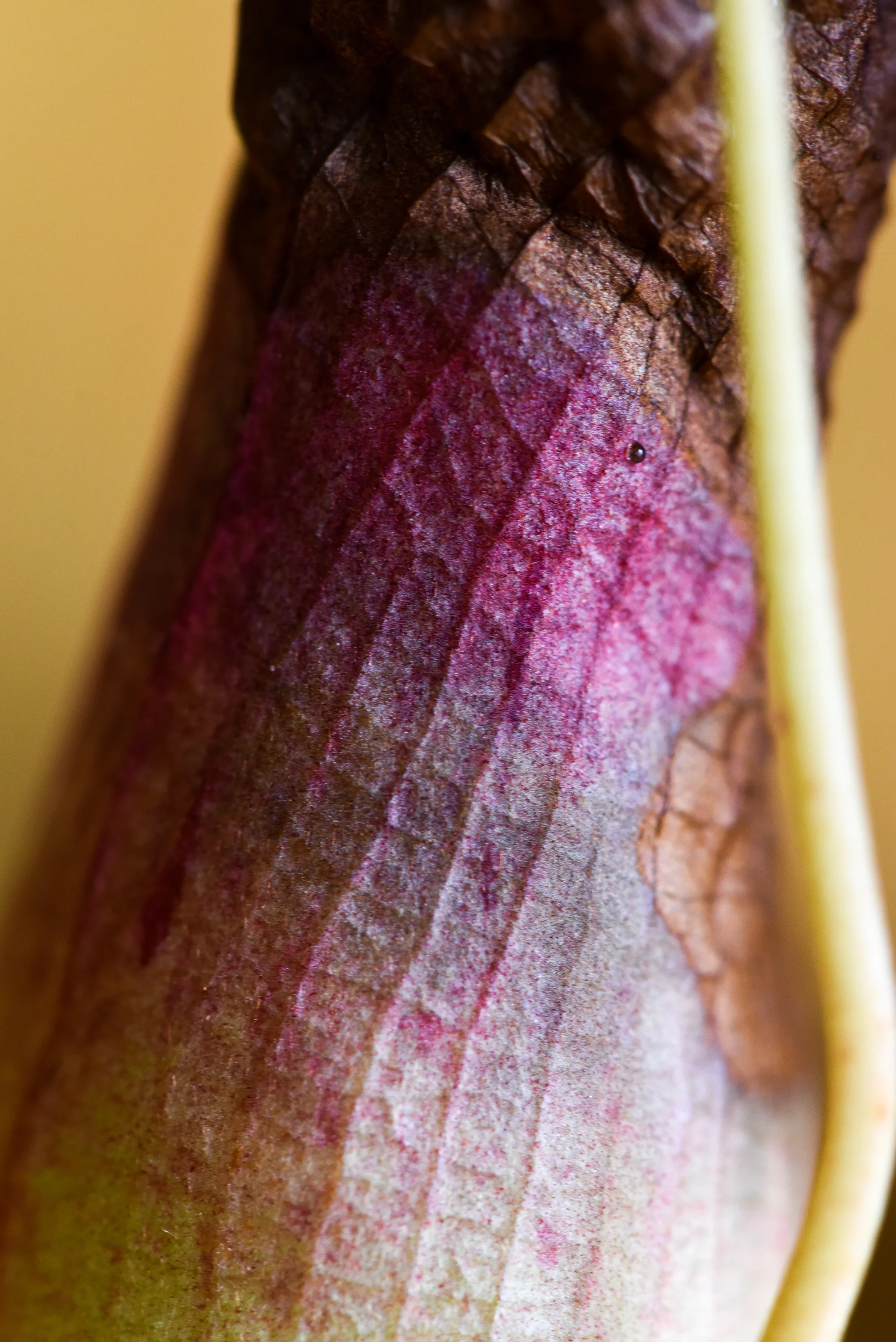 Pitcher Plant, Carnivorous Plant