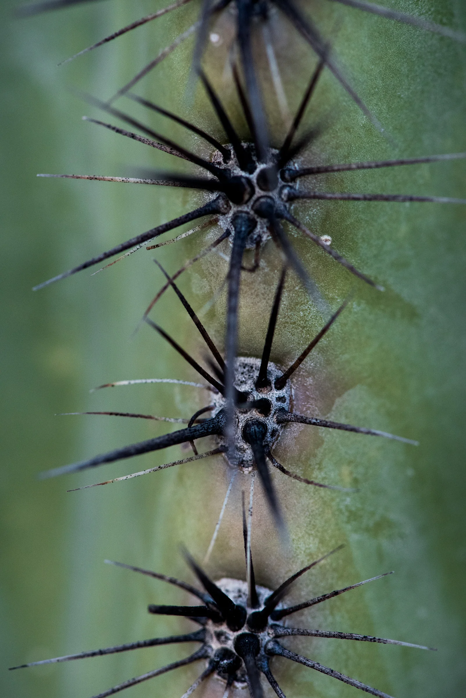 Saguaro Cactus
