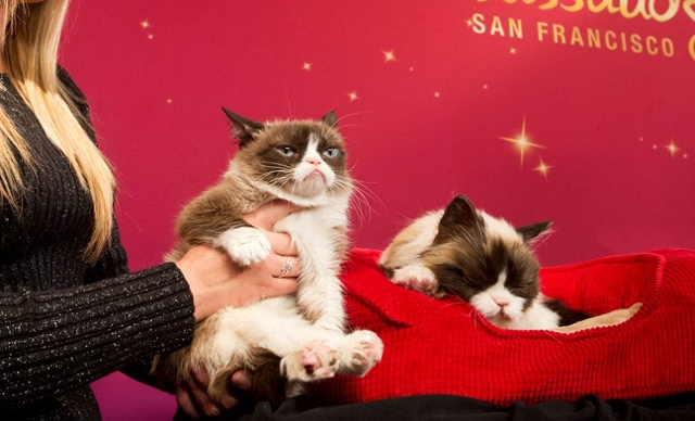 Unveiling Grumpy Cat's wax figure at Madame Tussauds San Francisco, December 2015