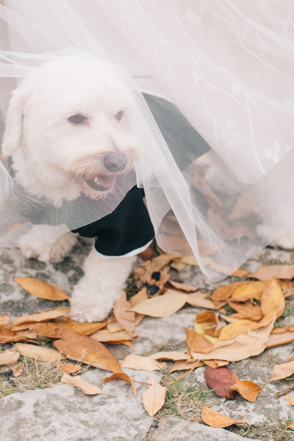 Couple's elegant wedding day first look at Cambridge Mill photographed by Toronto wedding photographers, Ugo Photography