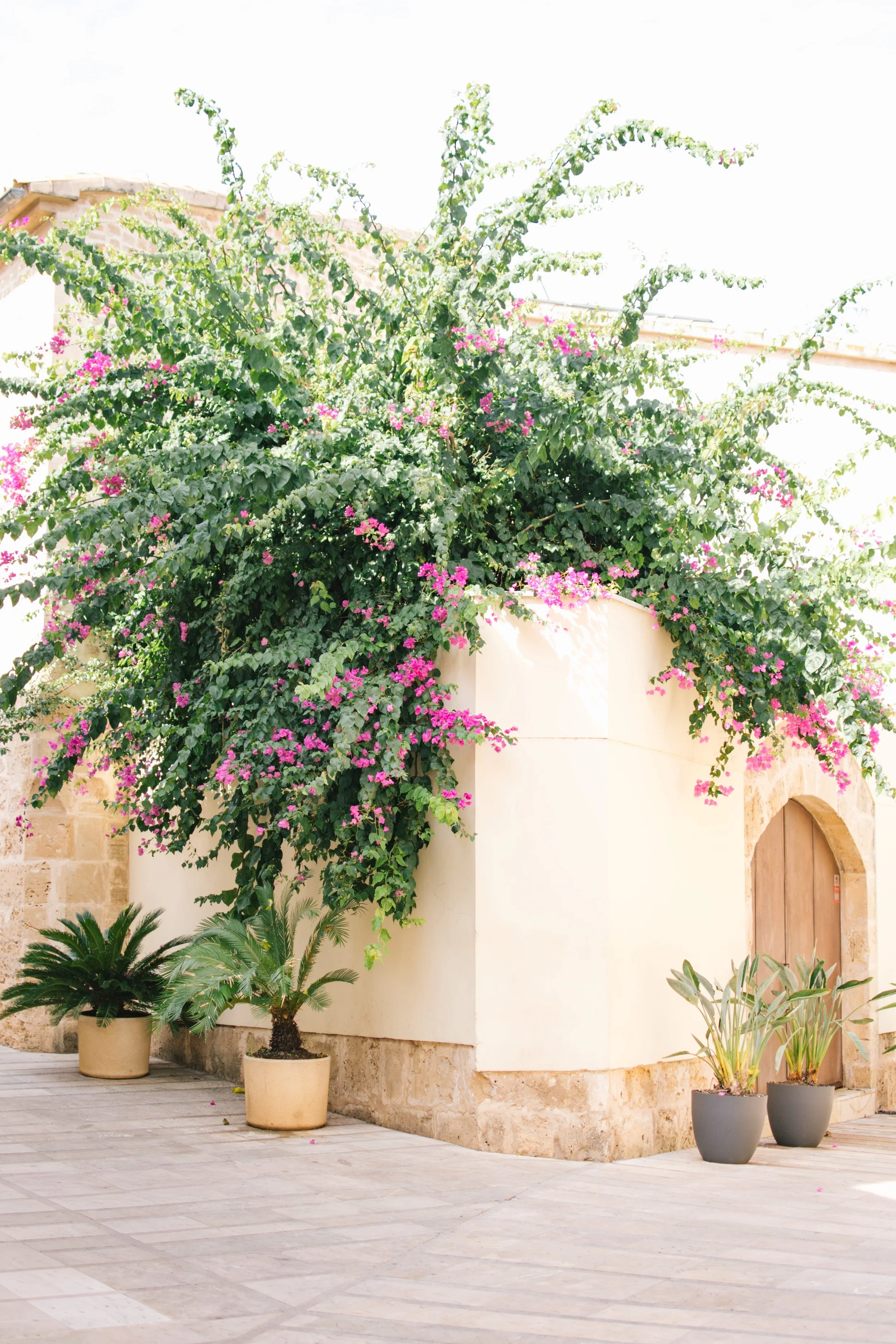 Vibrant pink bougainvillea draping over a cream-colored stone wall next to a wooden arched doorway, capturing romantic Mediterranean wedding aesthetics in Mallorca.