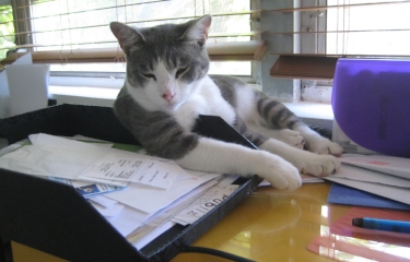 if only we all looked so cute dozing off over paperwork
