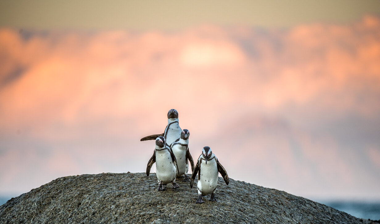 Penguins on a boulder.jpg