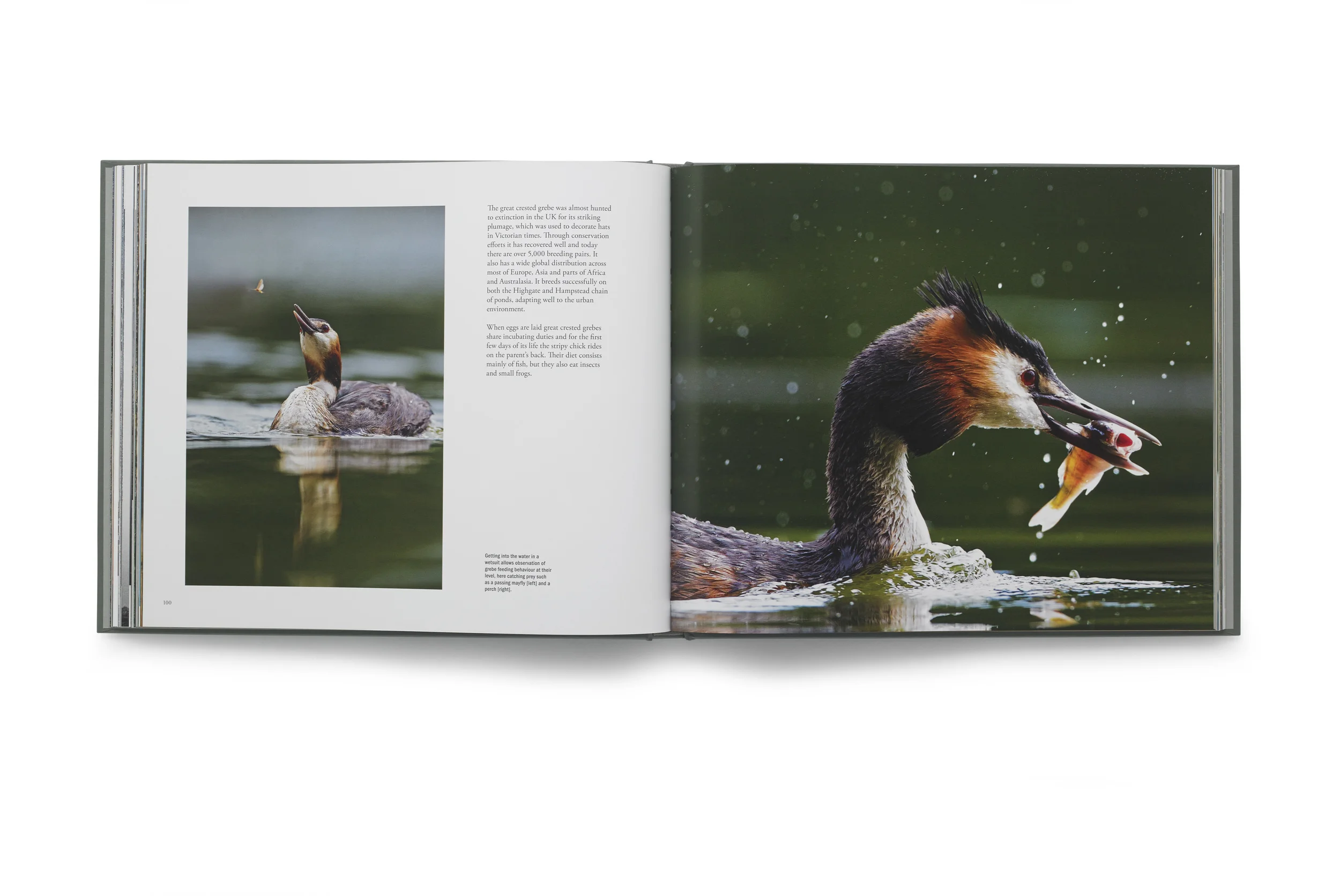 Grebes feeding in Hampstead ponds