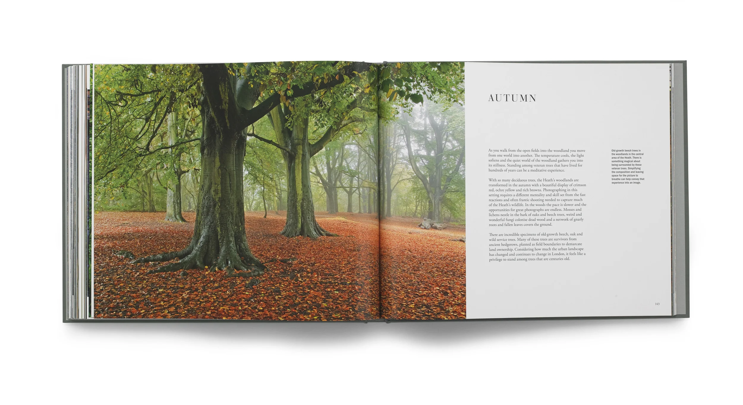 Autumn spread