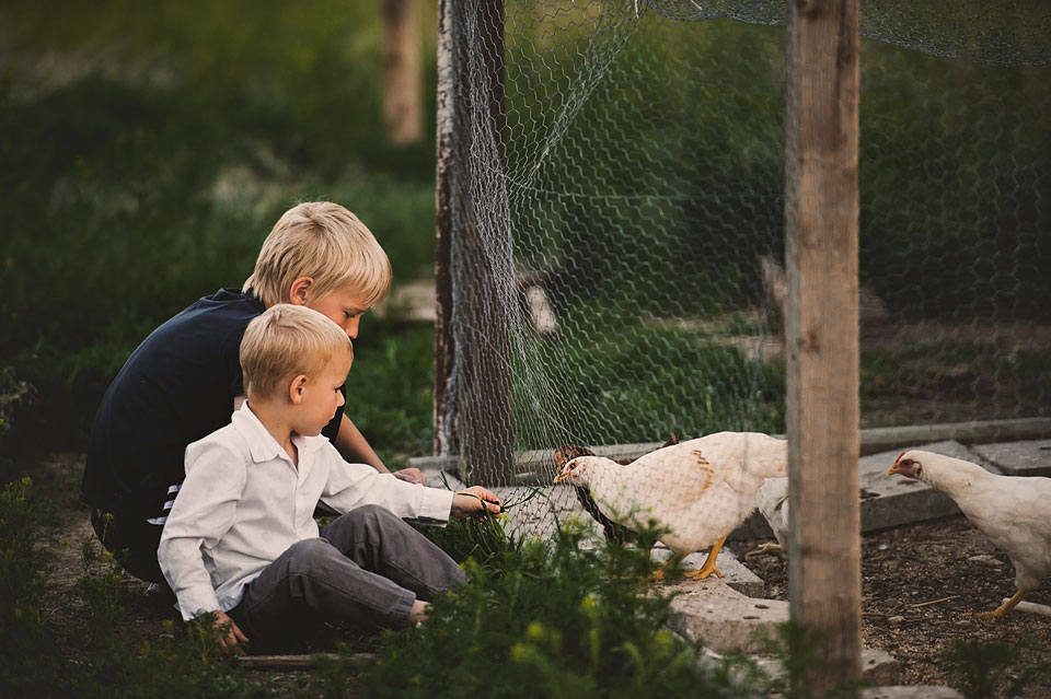 homestead-chickens-spring-creek-nv.jpg