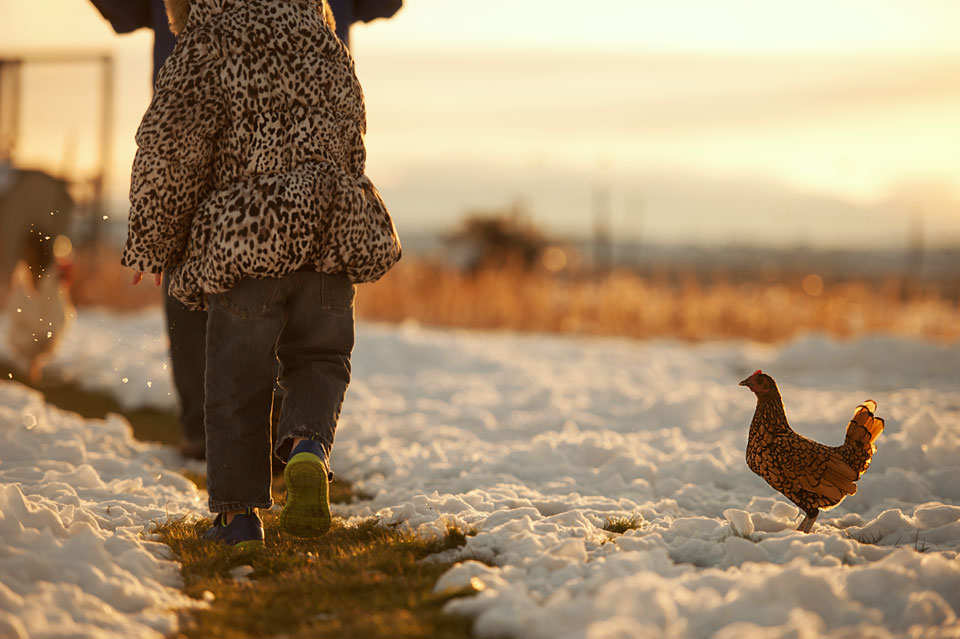 child-and-chicken-in-snow.jpg