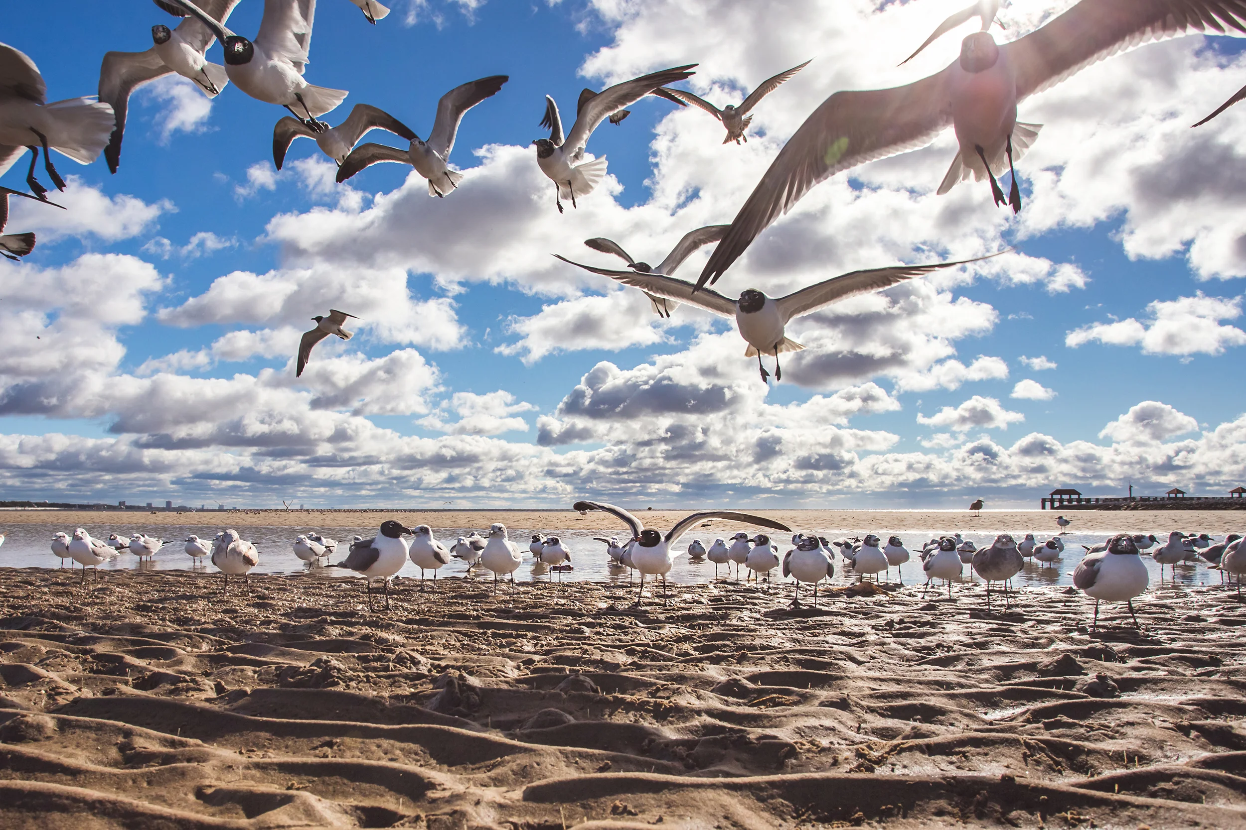 012_IMG_0104_seagulls_website2500.jpg