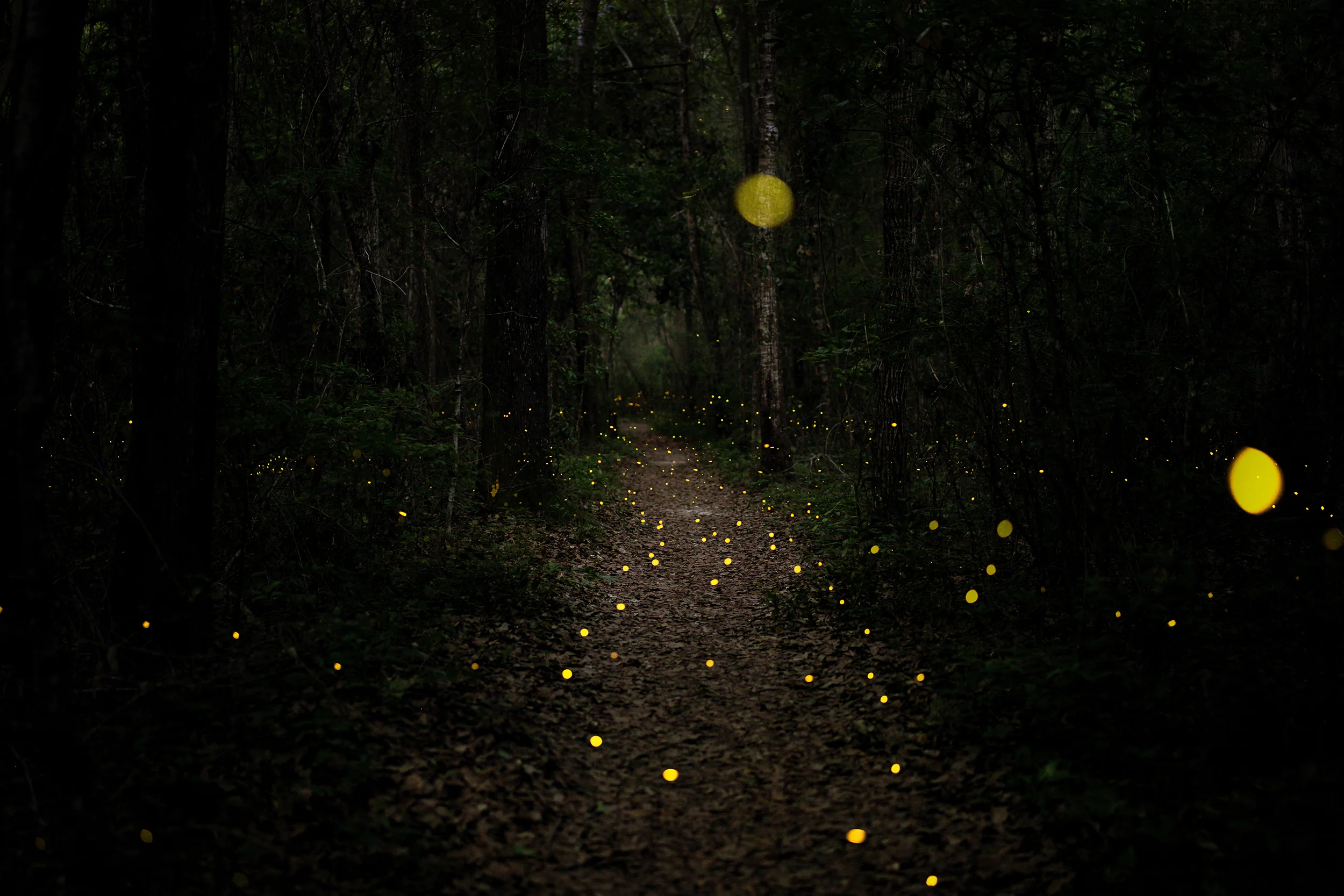 IMG_0055_fireflies_website2500.jpg