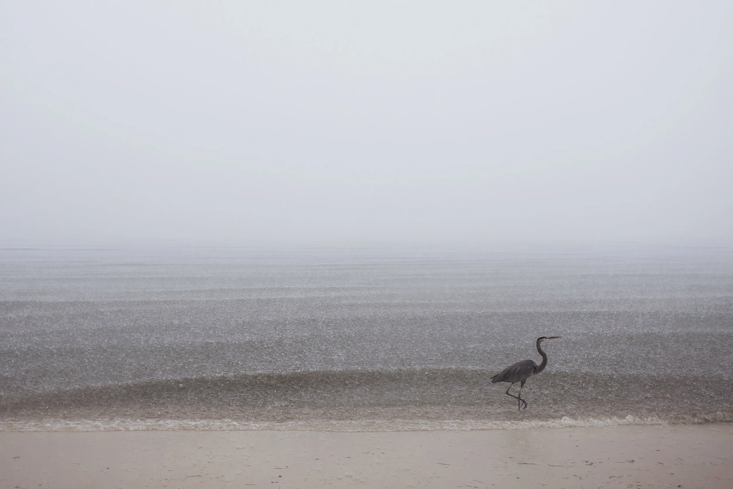 Rain_IMG_4275_2500website.jpg