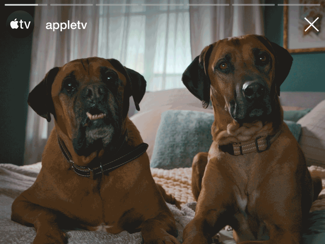 snoopy.gif