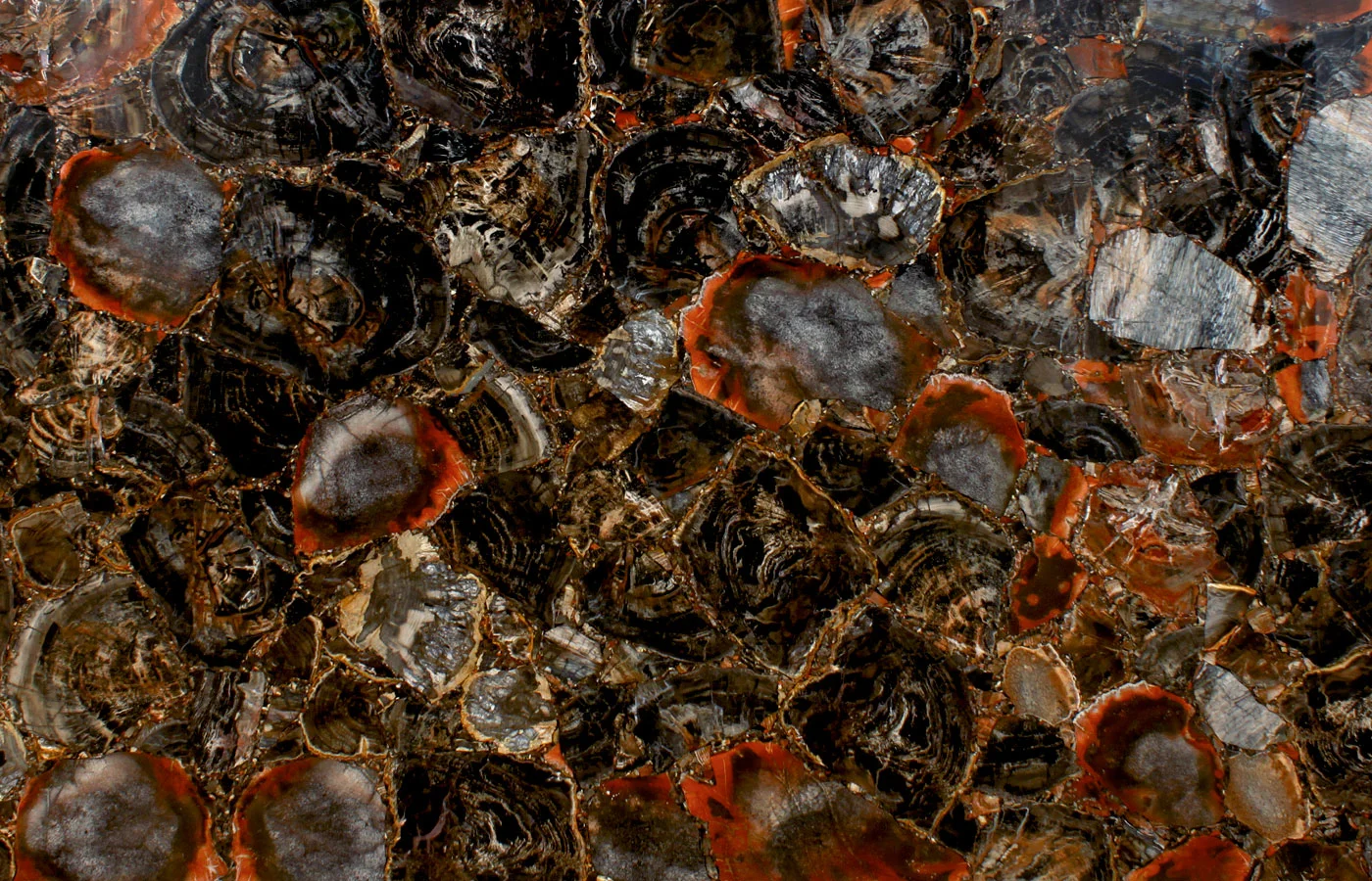 Black Petrified wood