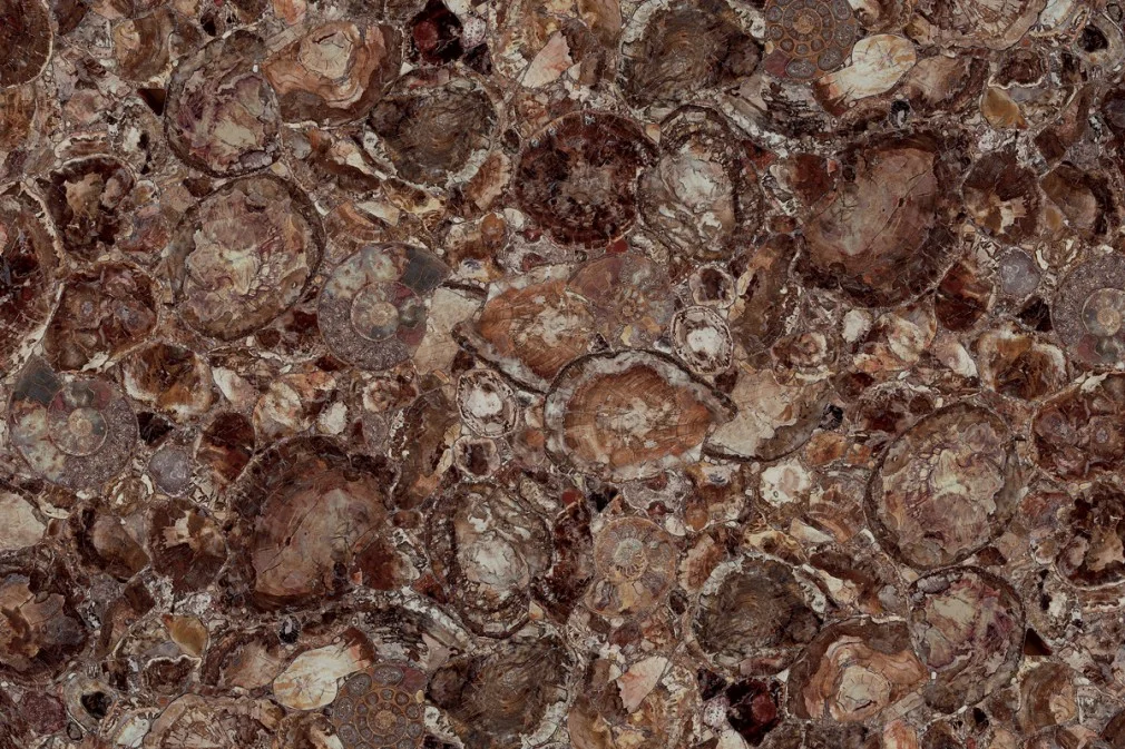 Brown Petrified wood