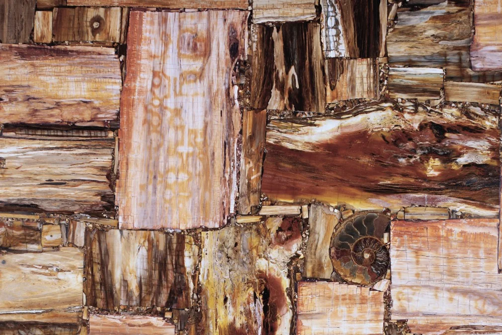 Red Petrified Wood