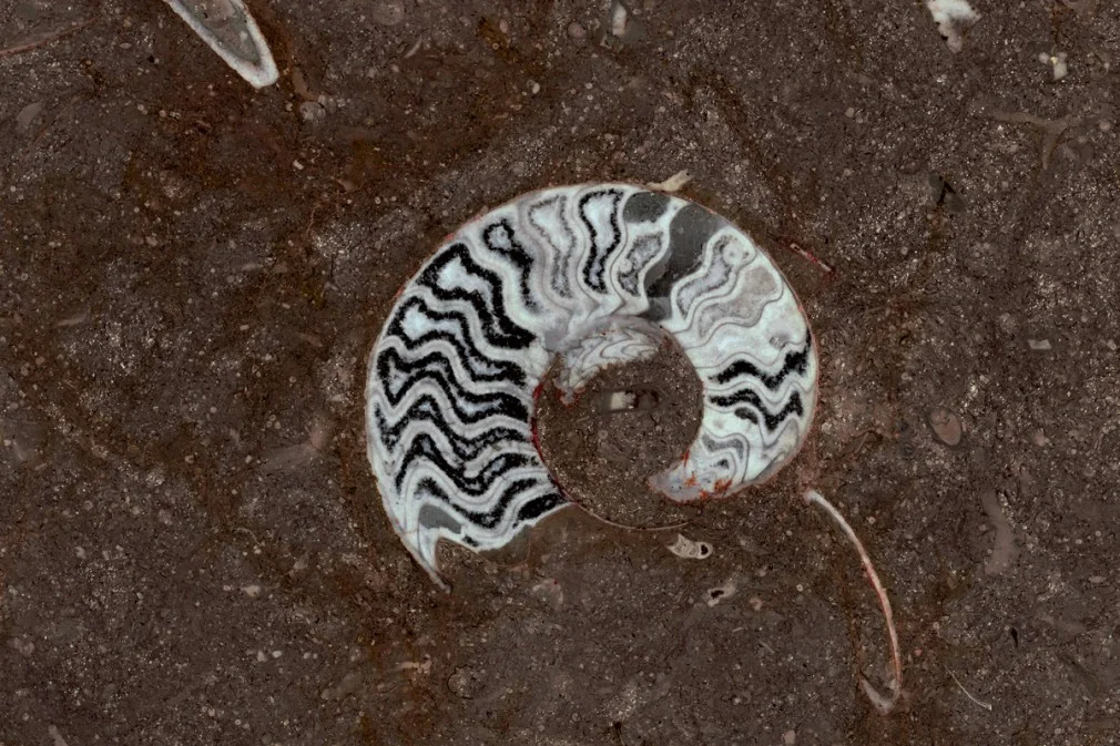 Grande Fossile