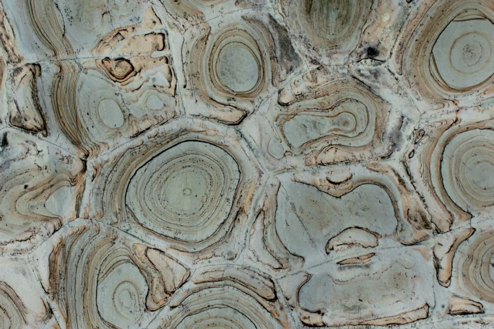 Turtle Green Quartzite