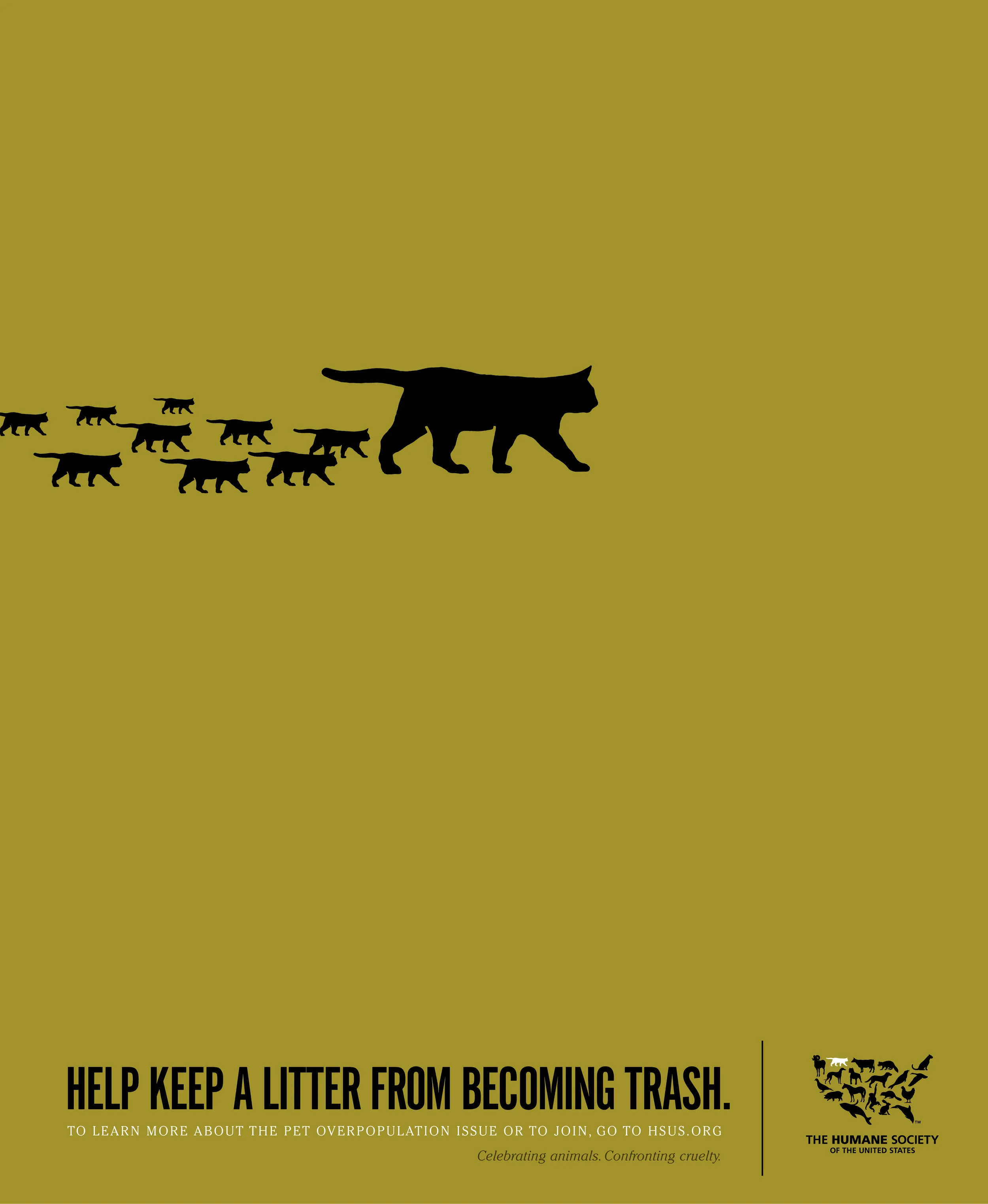 hsusCat.jpg
