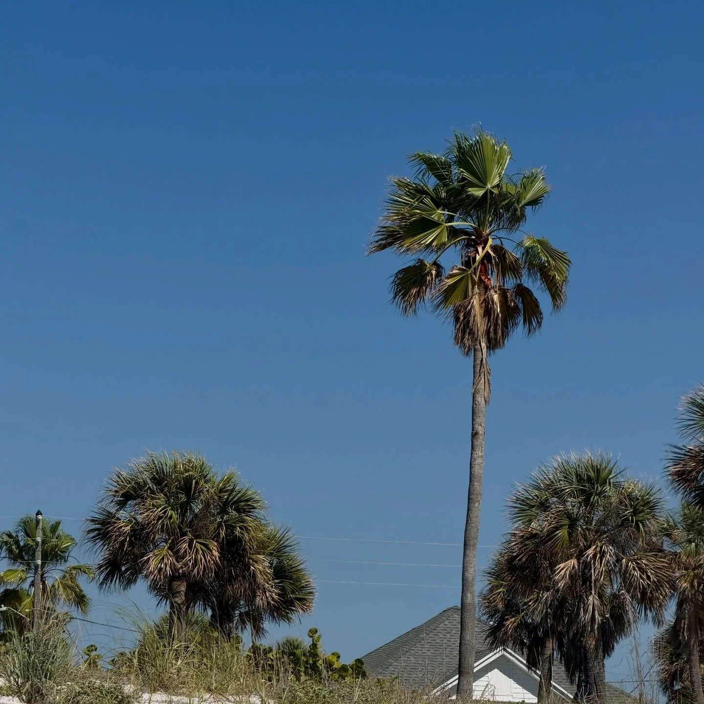 a little salt, a little sun, a lot less noise 🐚🌴☀️