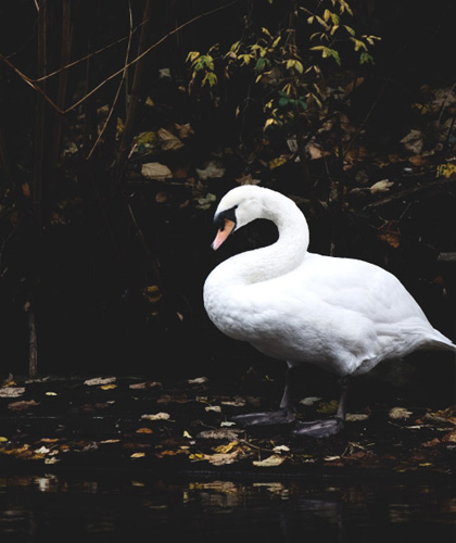 pjb_swan12-10.jpg