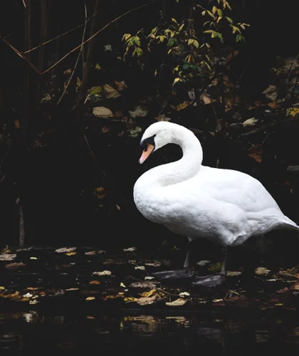 pjb_swan12-10.jpg