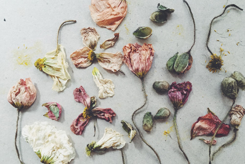 ...still one of my favourite photographs, crumpled poppies. 