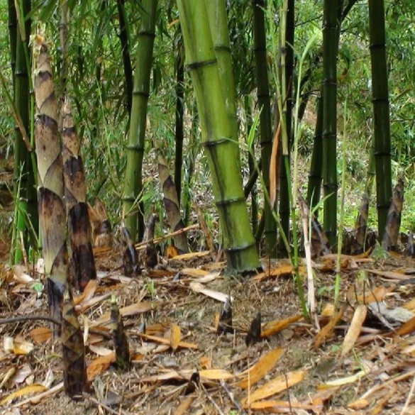 bambu046.jpg
