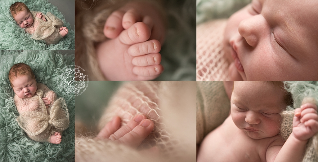edmonton newborn portraits
