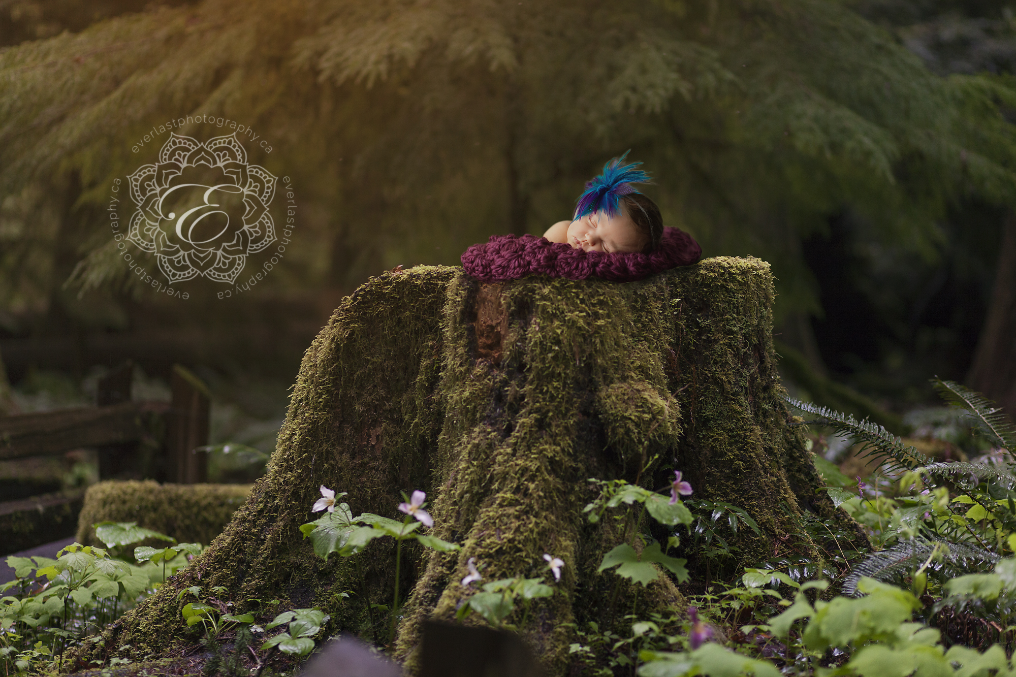 edmonton newborn photographer